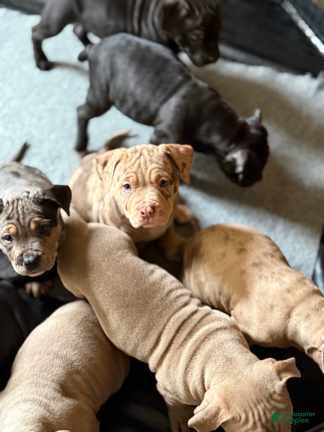 American Bully dogs for sale: King - Ad 4