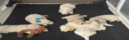 Mini Goldendoodle dogs for sale: Mini Goldendoodle 2 - Ad 24