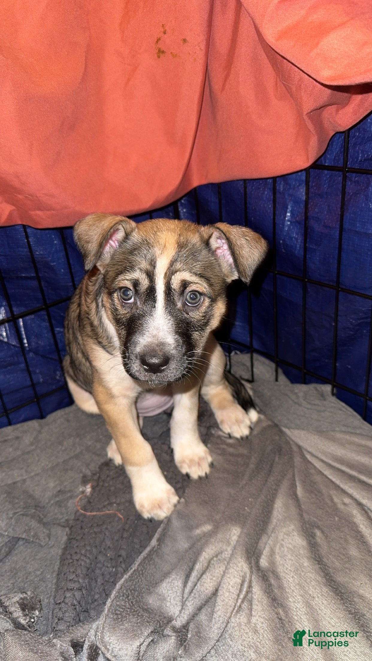 Mixed Breed dogs Mixed Breed Puppy 3 - Ad 14