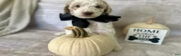 Goldendoodle dogs for sale: Ash 🖤 - Ad 11