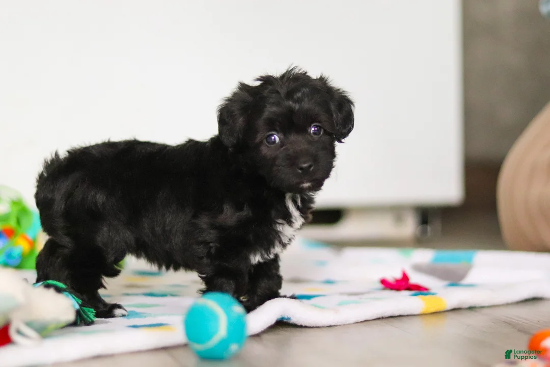 Yorkiepoo dogs for sale: Brooke - Ad 2