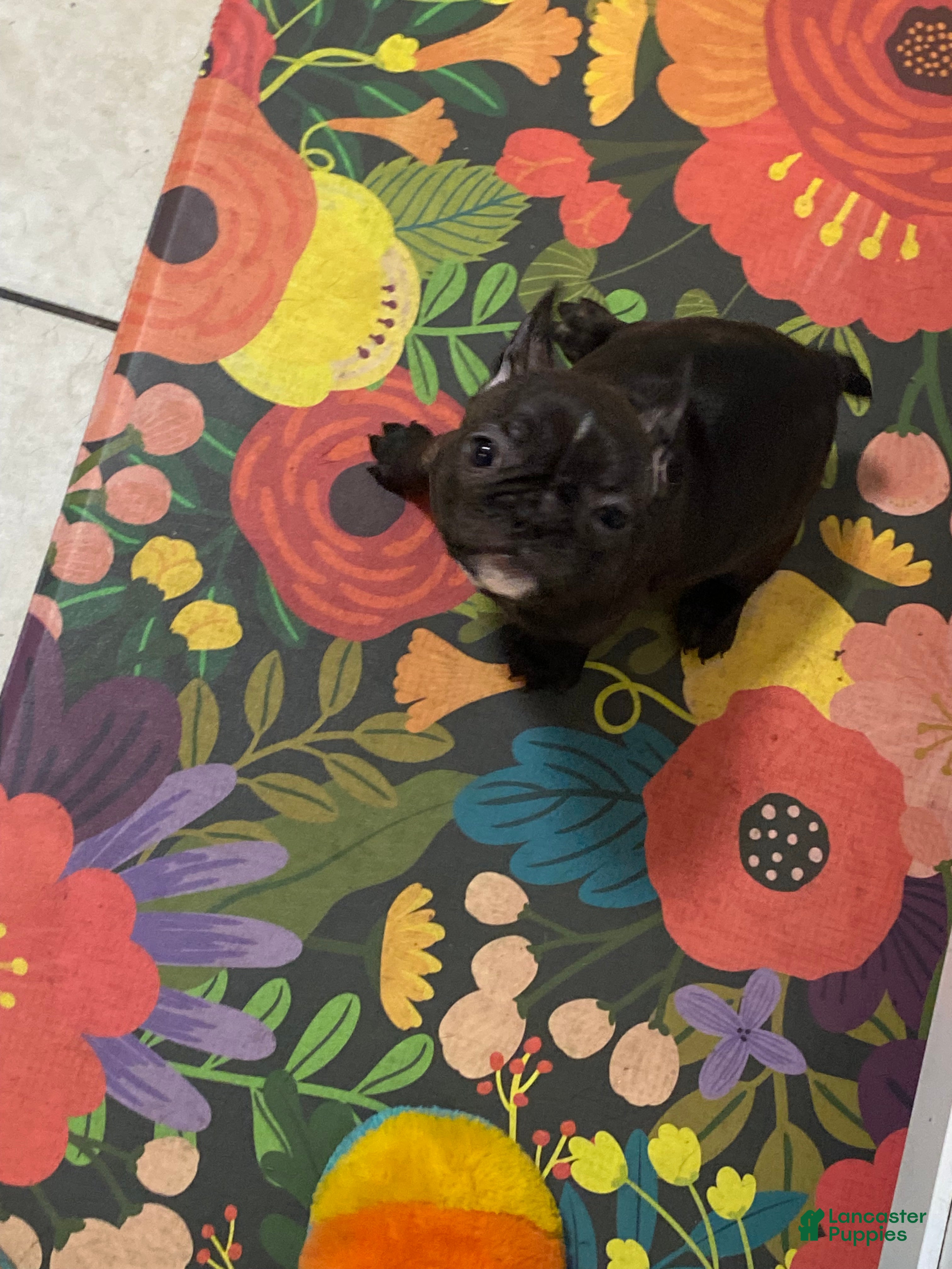 Frenchton dogs for sale: Ash  - Ad 3