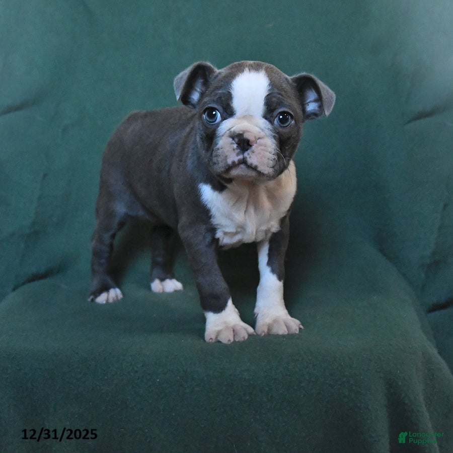Boston Terrier dogs Sophie - Ad 21