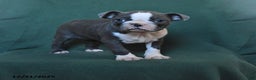Boston Terrier dogs for sale: Sophie - Ad 1