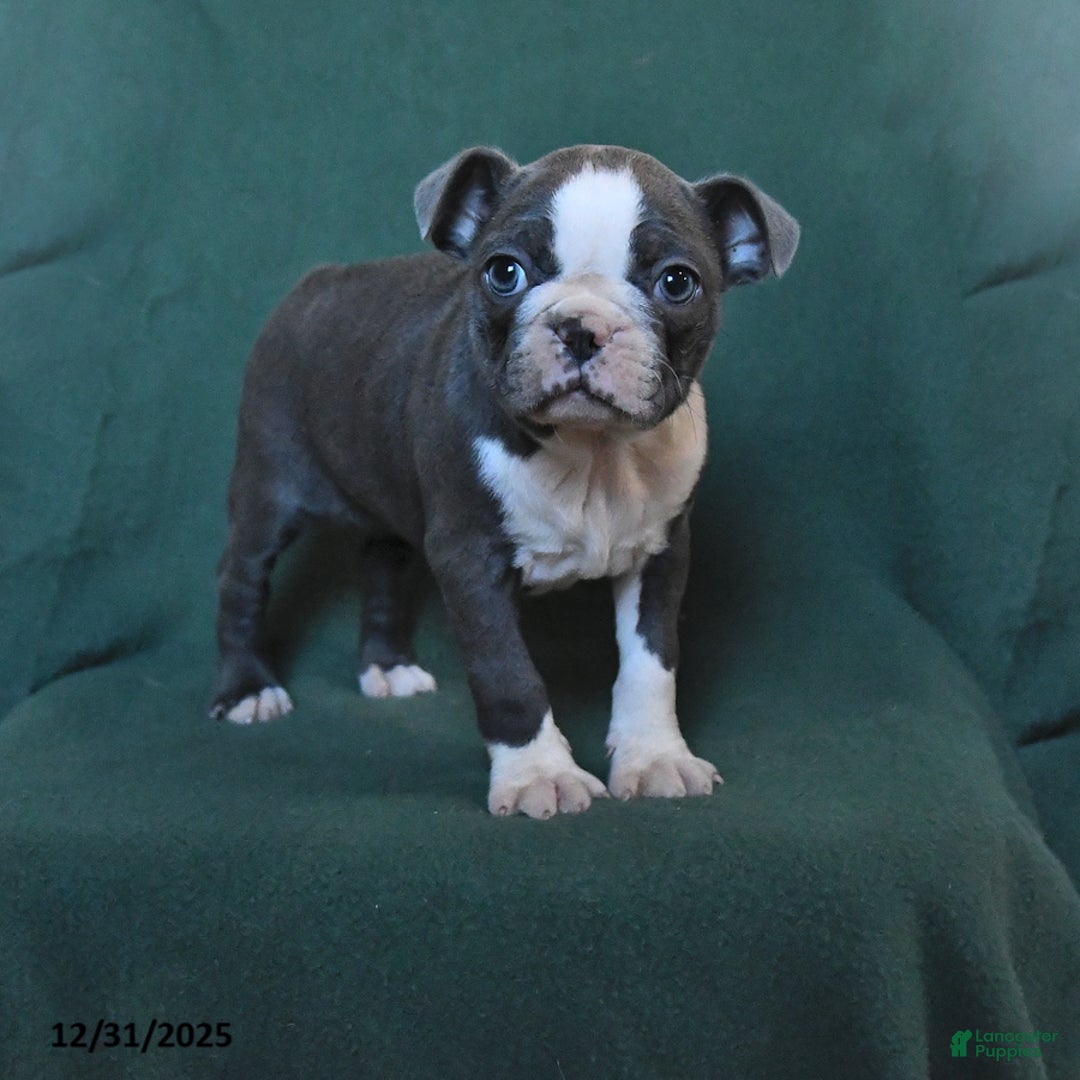 Boston Terrier dogs for sale: Sophie - Ad 1