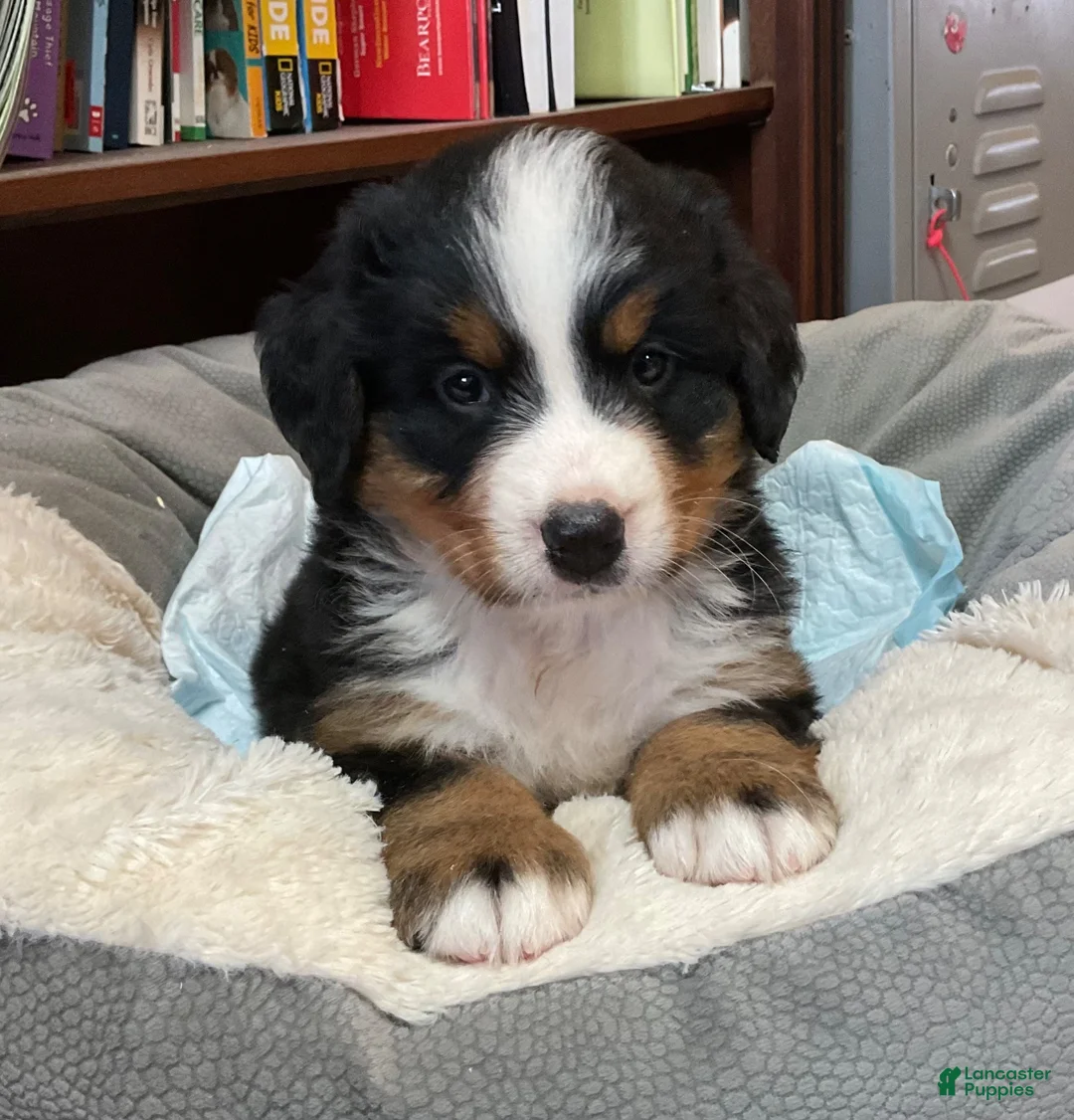 Bernese Mountain Dog dogs for sale: Bernese Mountain Dog 1 APPLE - Ad 1