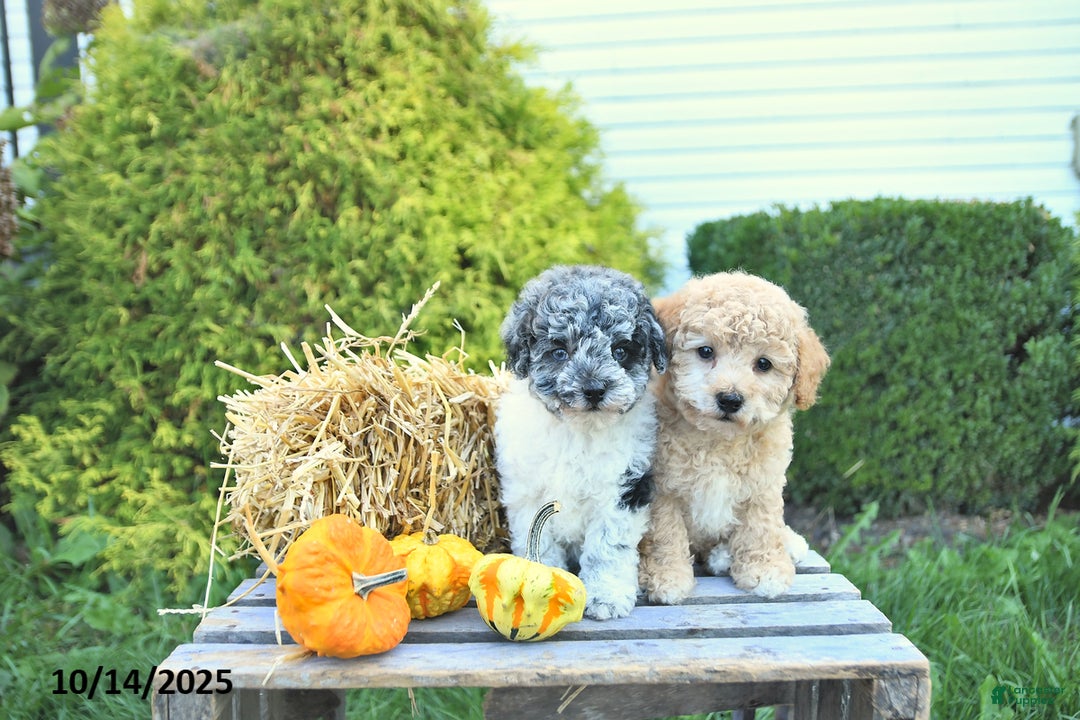 Merry Harvest