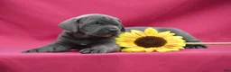 Cane Corso dogs for sale: Apollo - Ad 6