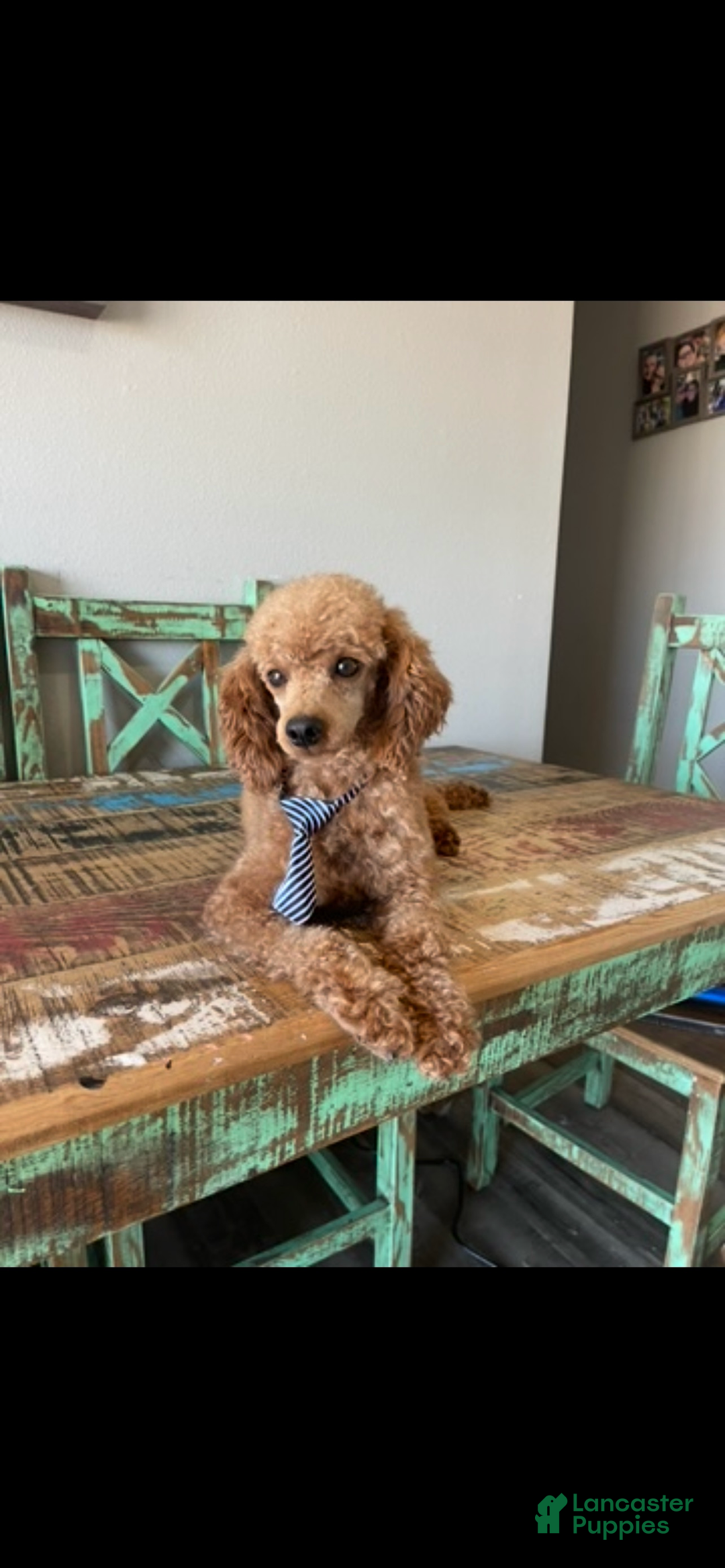 Toy Poodle dogs for sale: Akc Clear Red Boy Milo - Ad 9