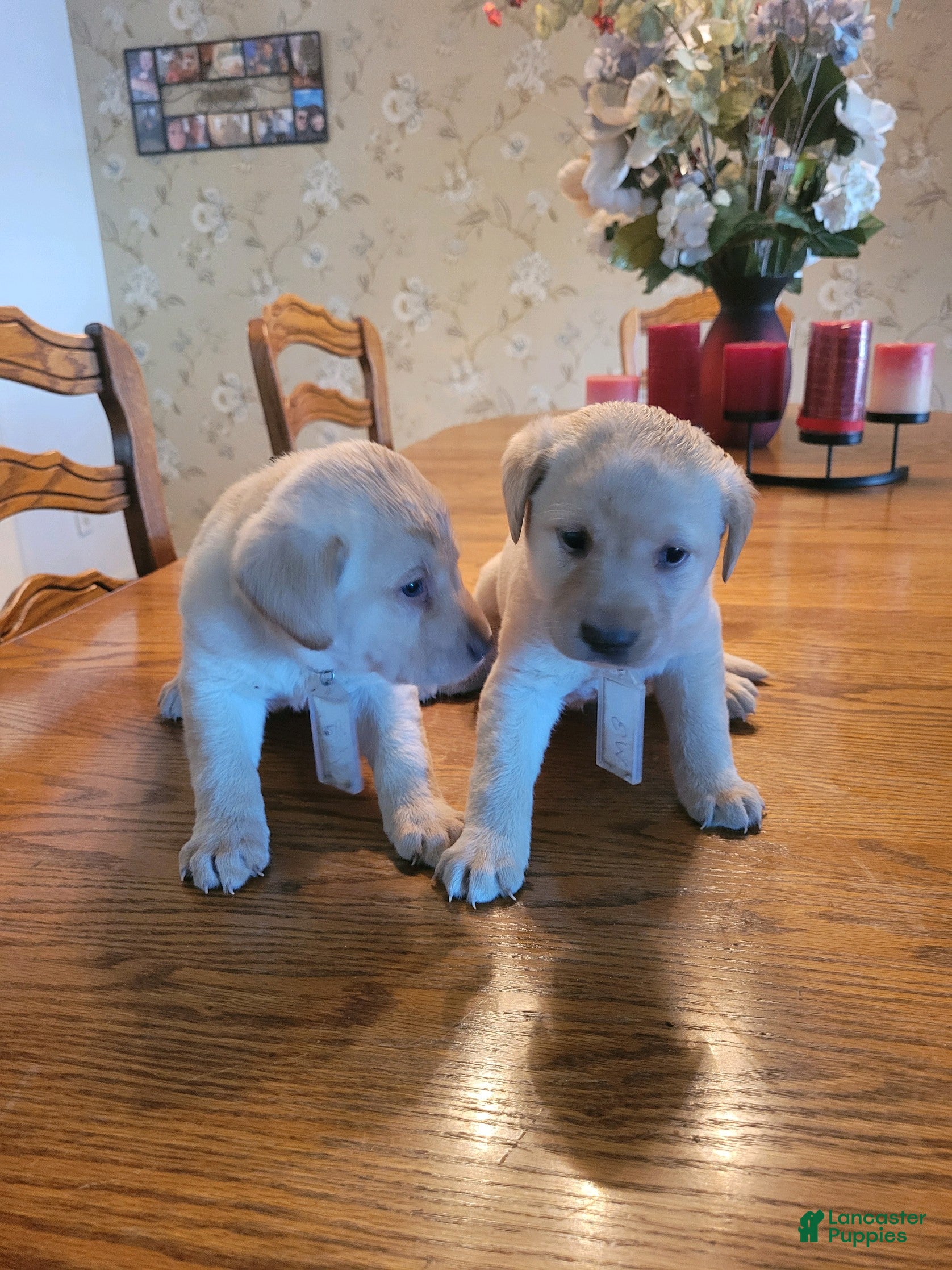 Labrador Retriever dogs Labrador Retriever Puppy 2 - Ad 4