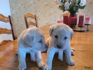 Labrador Retriever dogs Labrador Retriever Puppy 2 - Ad 4