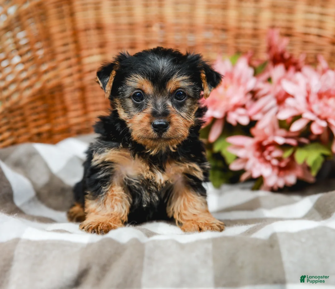Yorkshire Terrier dogs for sale: Mack - Ad 1