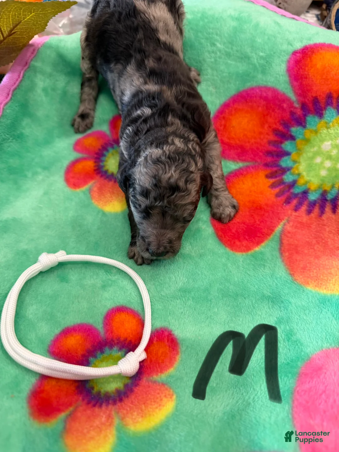 Standard Poodle dogs for sale: Standard Poodle Puppy 2 - Ad 18