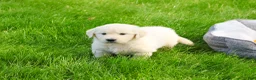 Golden Retriever dogs for sale: Henry - Ad 2