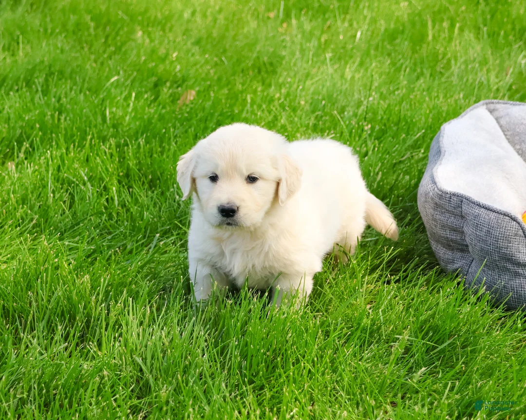 Golden Retriever dogs for sale: Henry - Ad 2
