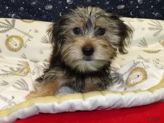 Yochon dogs Jim - Ad 1