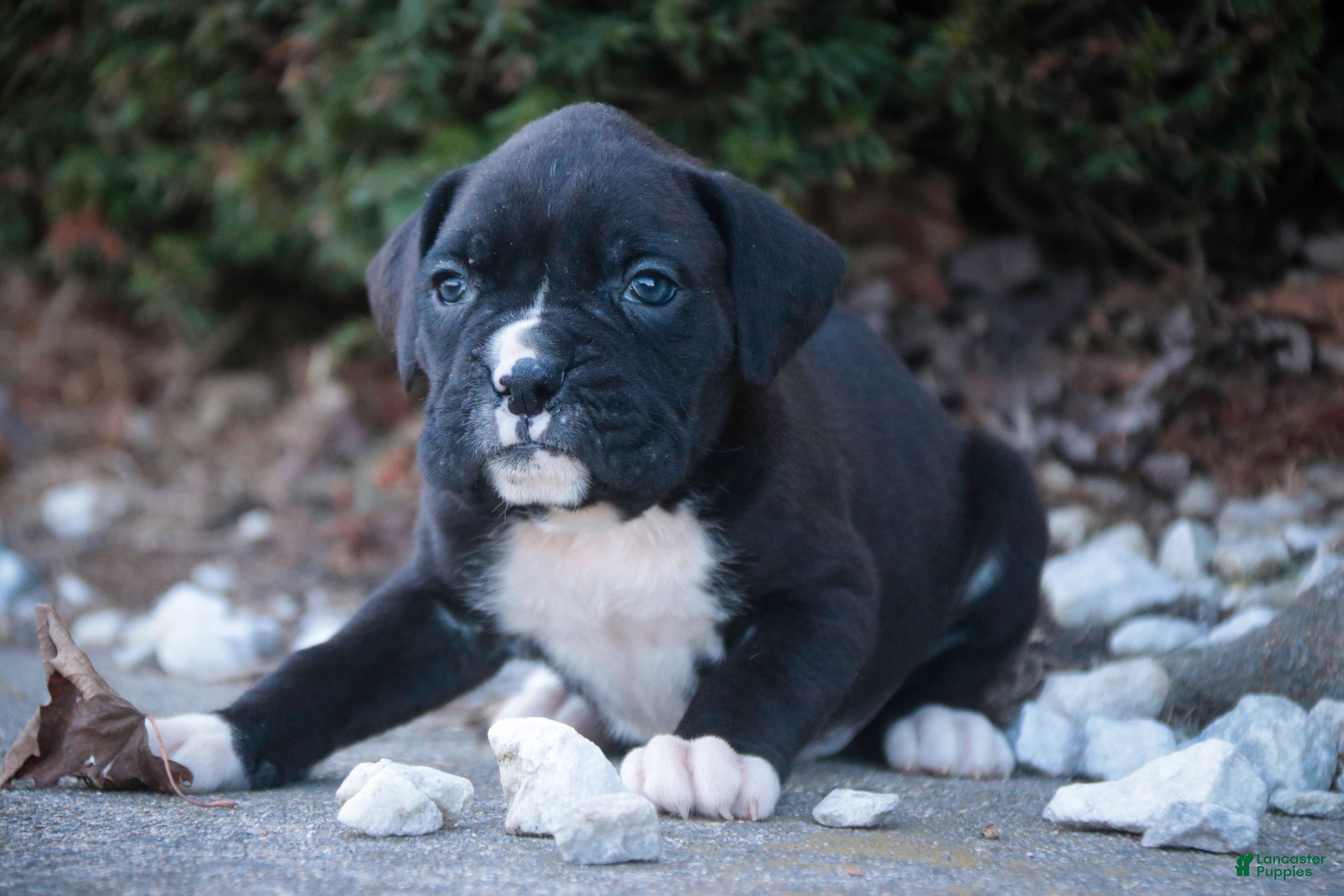 Boxer dogs Wayne - Ad 1