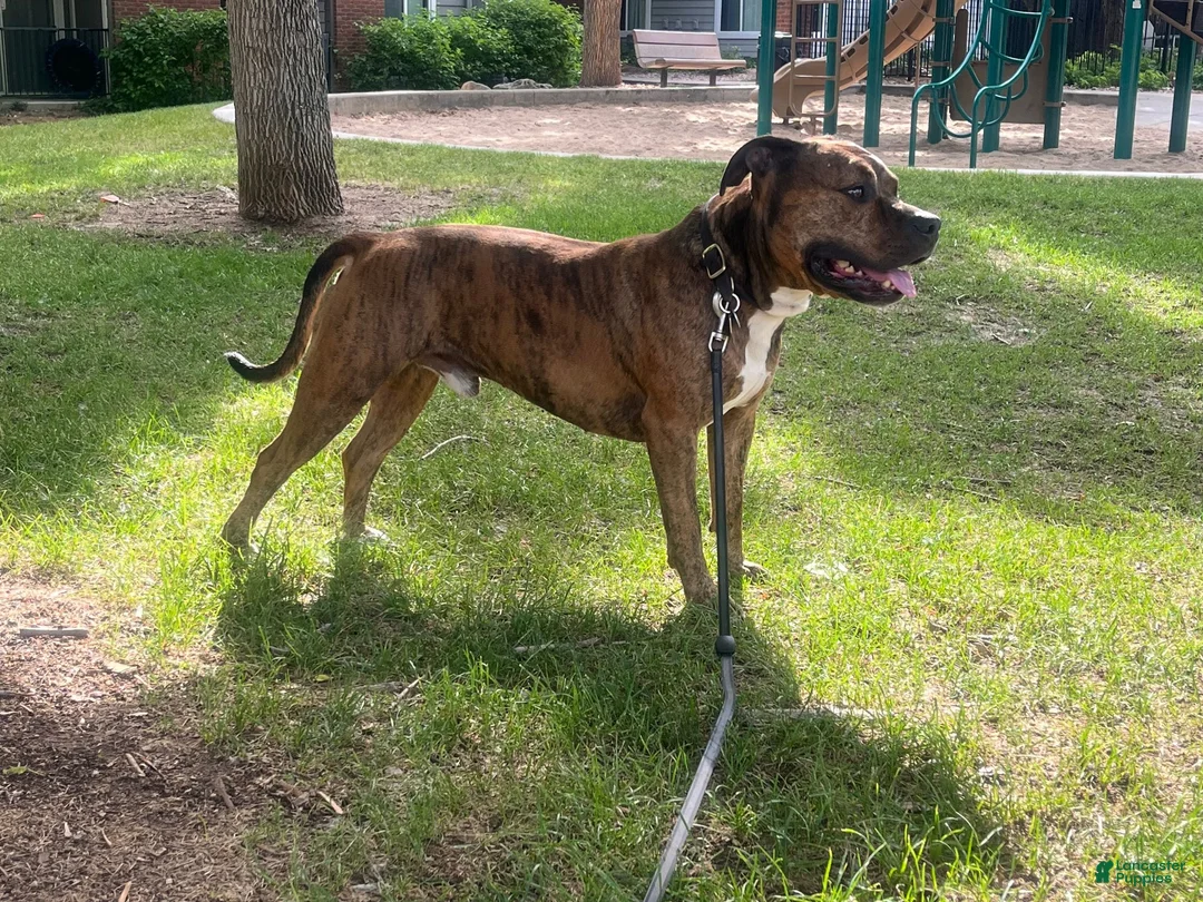 American Pit Bull Terrier dogs for stud: Sekhmet's Kennel - Ad 1