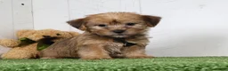 Shorkie dogs for sale: Ike - Ad 6