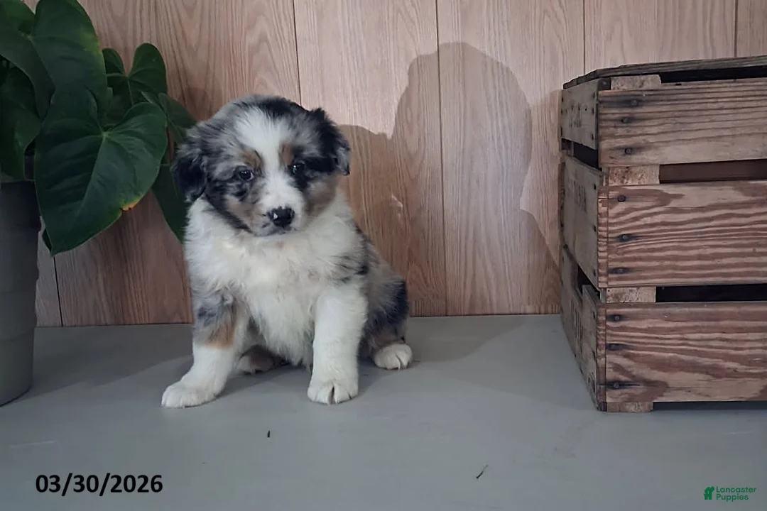 Australian Shepherd dogs for sale: Memphis - Ad 1