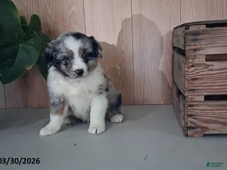 Australian Shepherd dogs Memphis - Ad 5