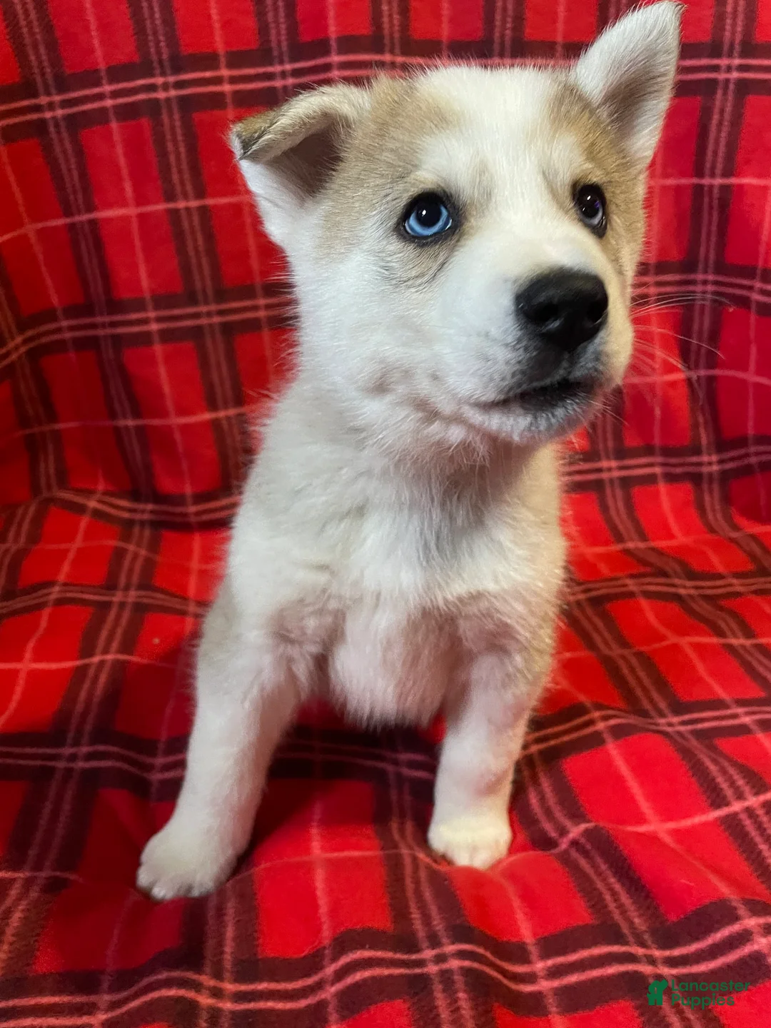 Mixed Breed dogs for sale: Mixed Breed Puppy 3 - Ad 2