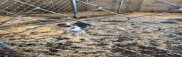 Yorkshire Terrier dogs for sale: Yorkshire Terrier Cowboy  - Ad 5