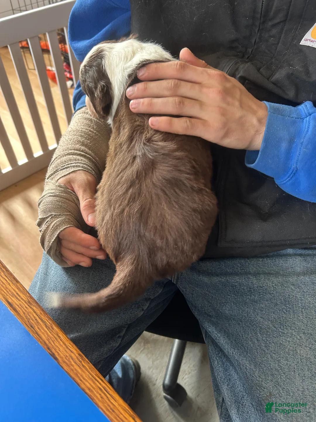 Australian Shepherd dogs for sale: Belle Star - Ad 3