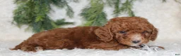 Miniature Poodle dogs for sale: Miniature Poodle 3 - Ad 4