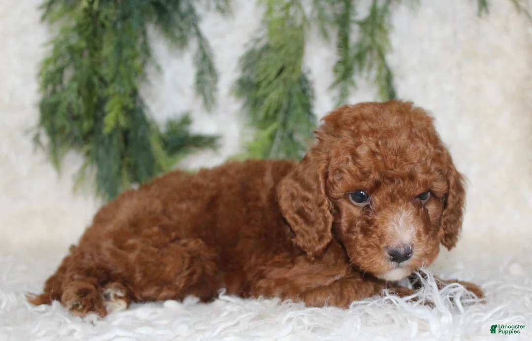 Miniature Poodle dogs for sale: Miniature Poodle 3 - Ad 4