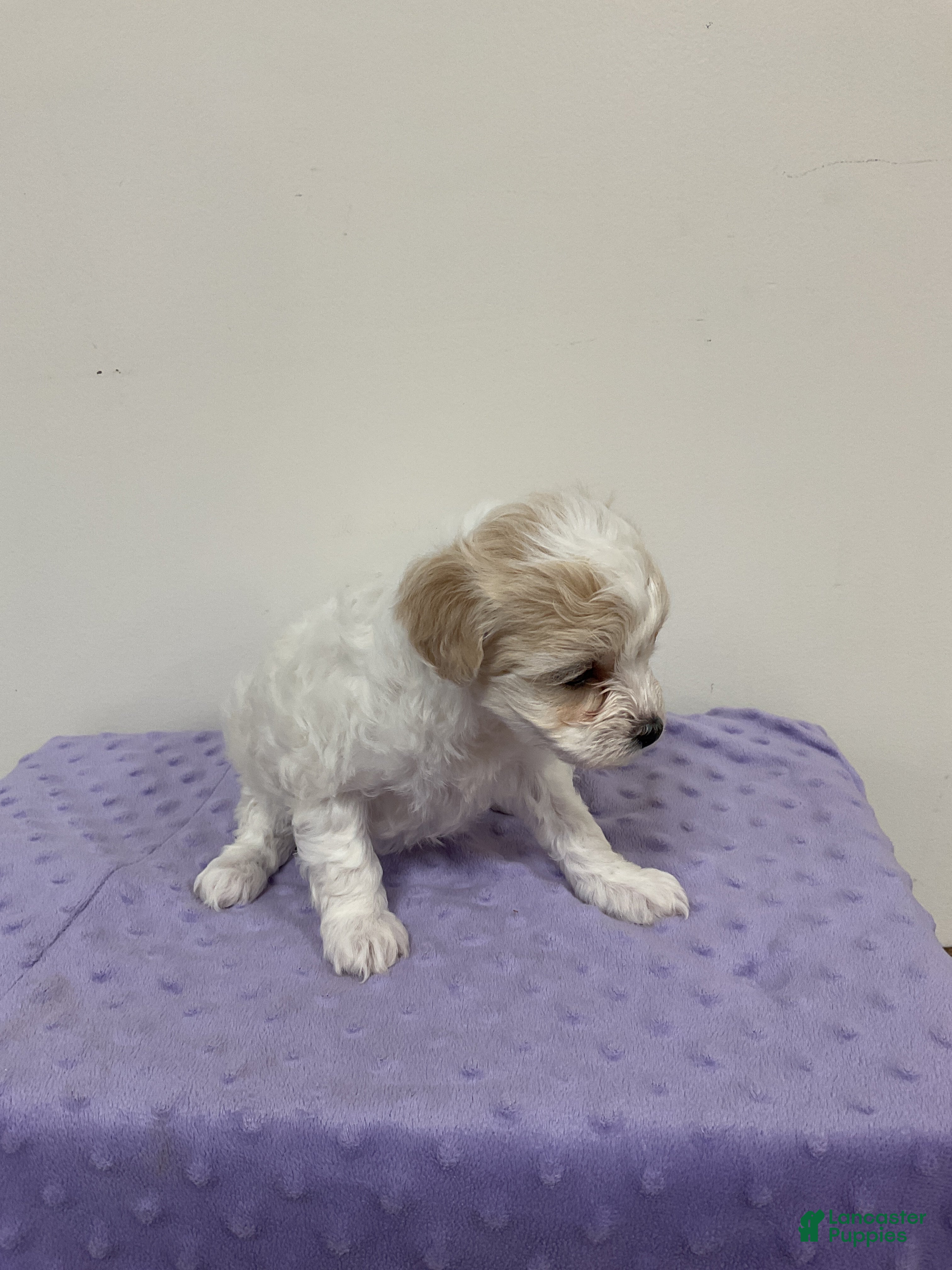 Maltipoo dogs JOY - Ad 2
