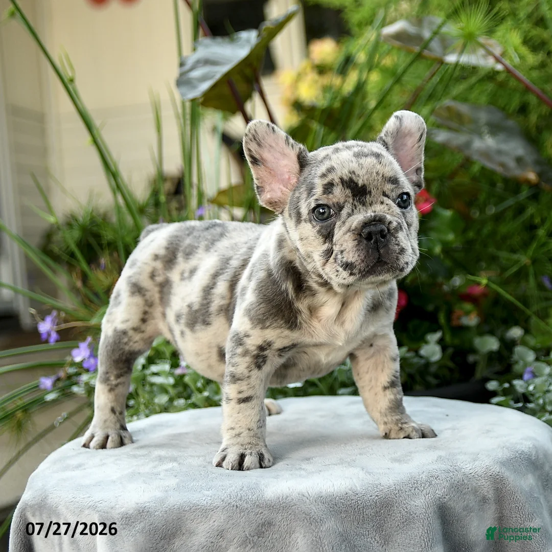 French Bulldog dogs for sale: Stanley - Ad 5