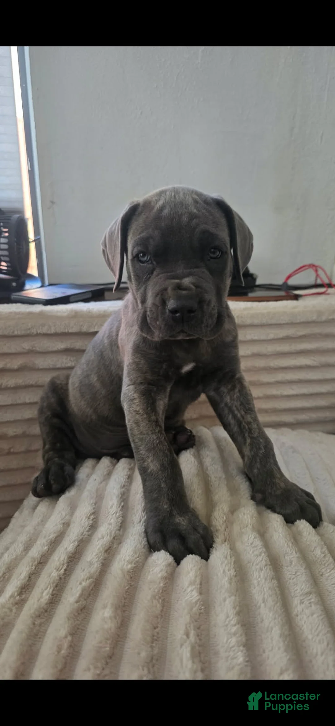 Cane Corso dogs for sale: Cane Corso Puppy 5 - Ad 4