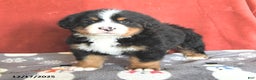 Bernese Mountain Dog dogs for sale: Teddy - Ad 5