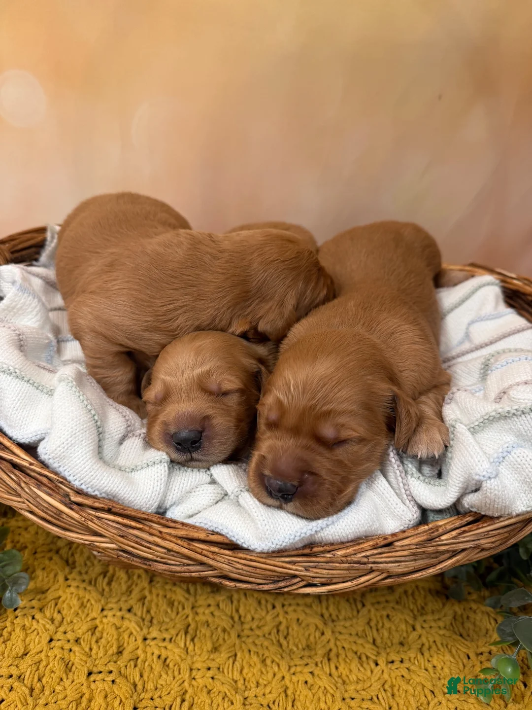 Golden Retriever dogs for sale: Rusty - Ad 13