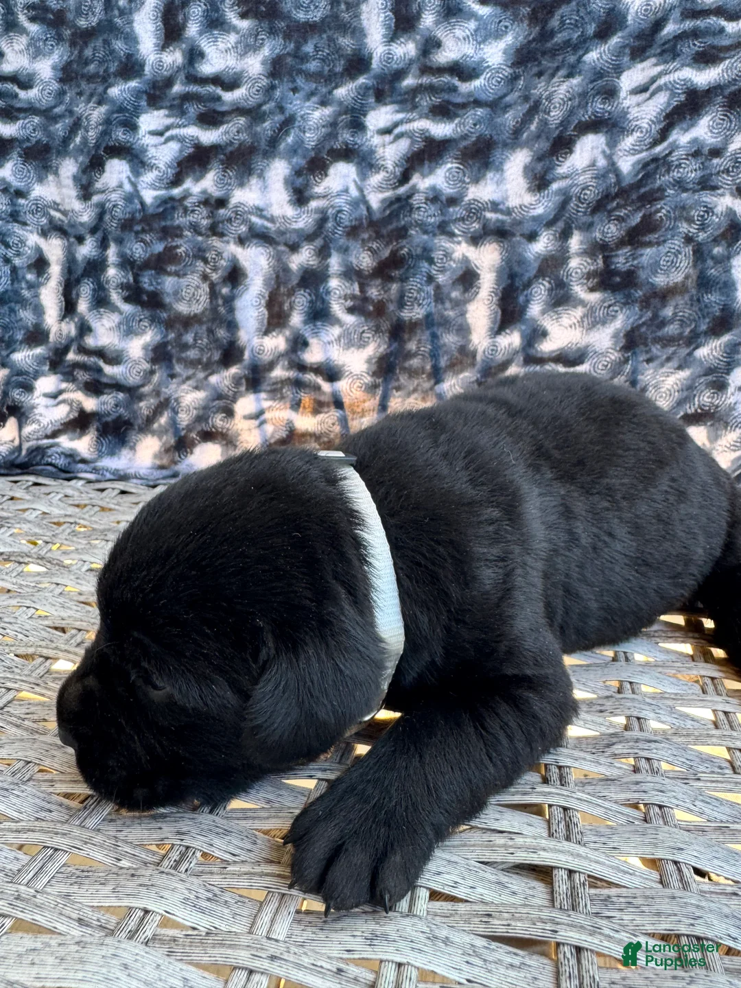 Labrador Retriever dogs for sale: Cookie 🍪  - Ad 2