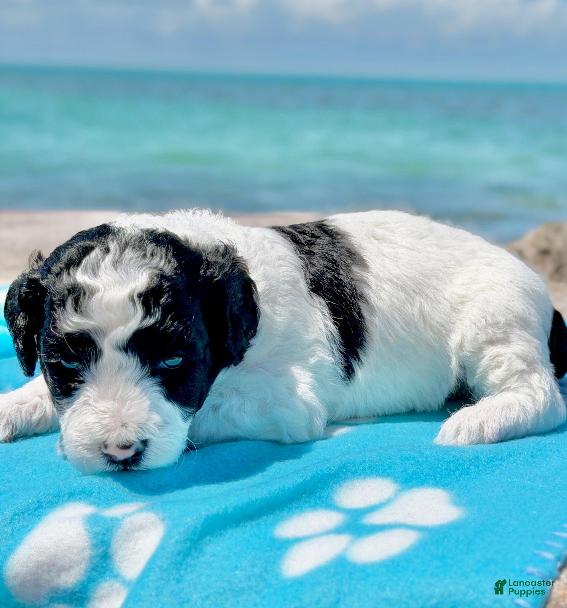 Miniature Poodle dogs Miniature Poodle Blue - Ad 1
