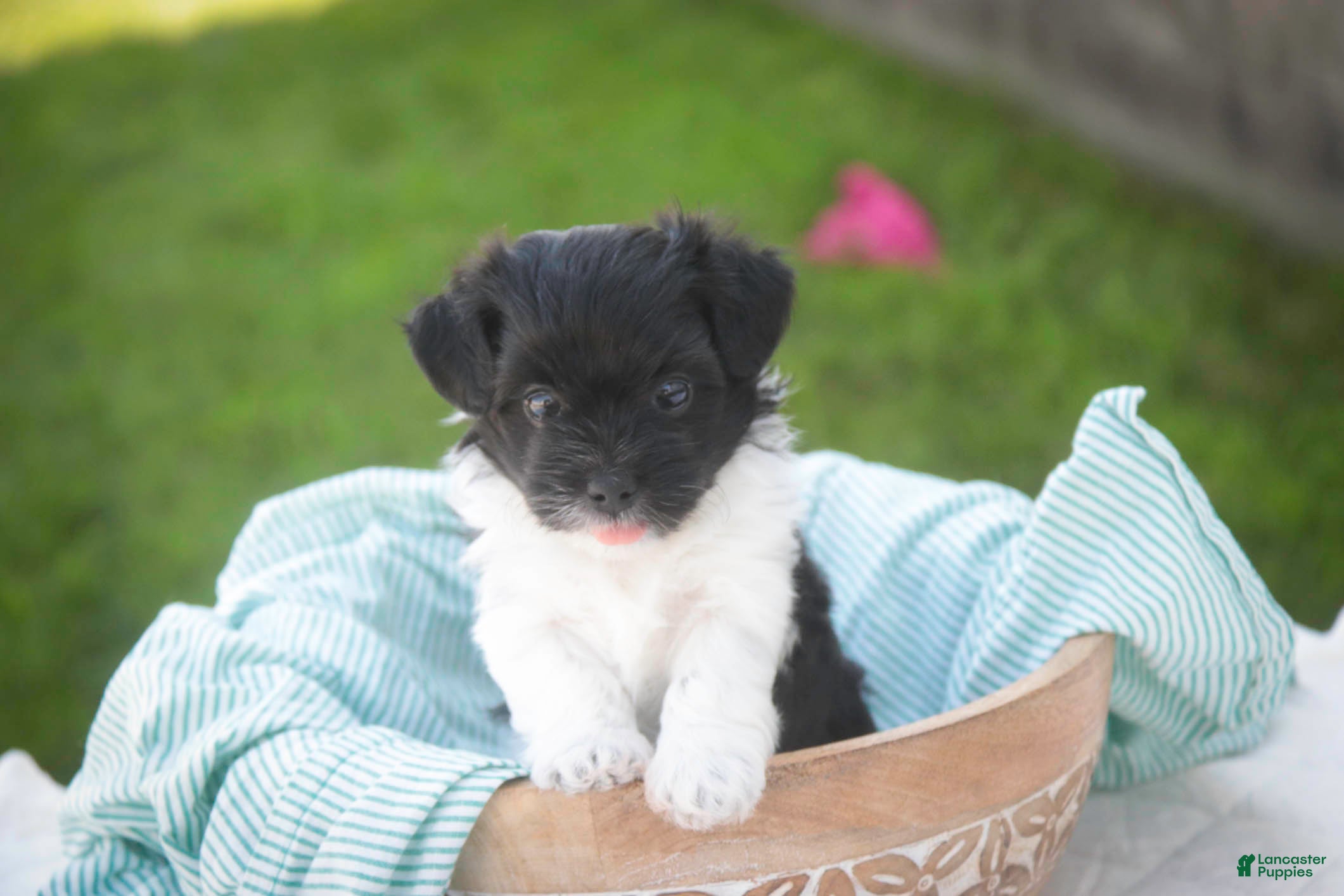 Havanese dogs Goldie Havanese  - Ad 2