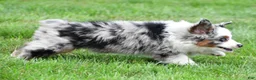 Miniature Australian Shepherd dogs for sale: Wendy - Ad 15