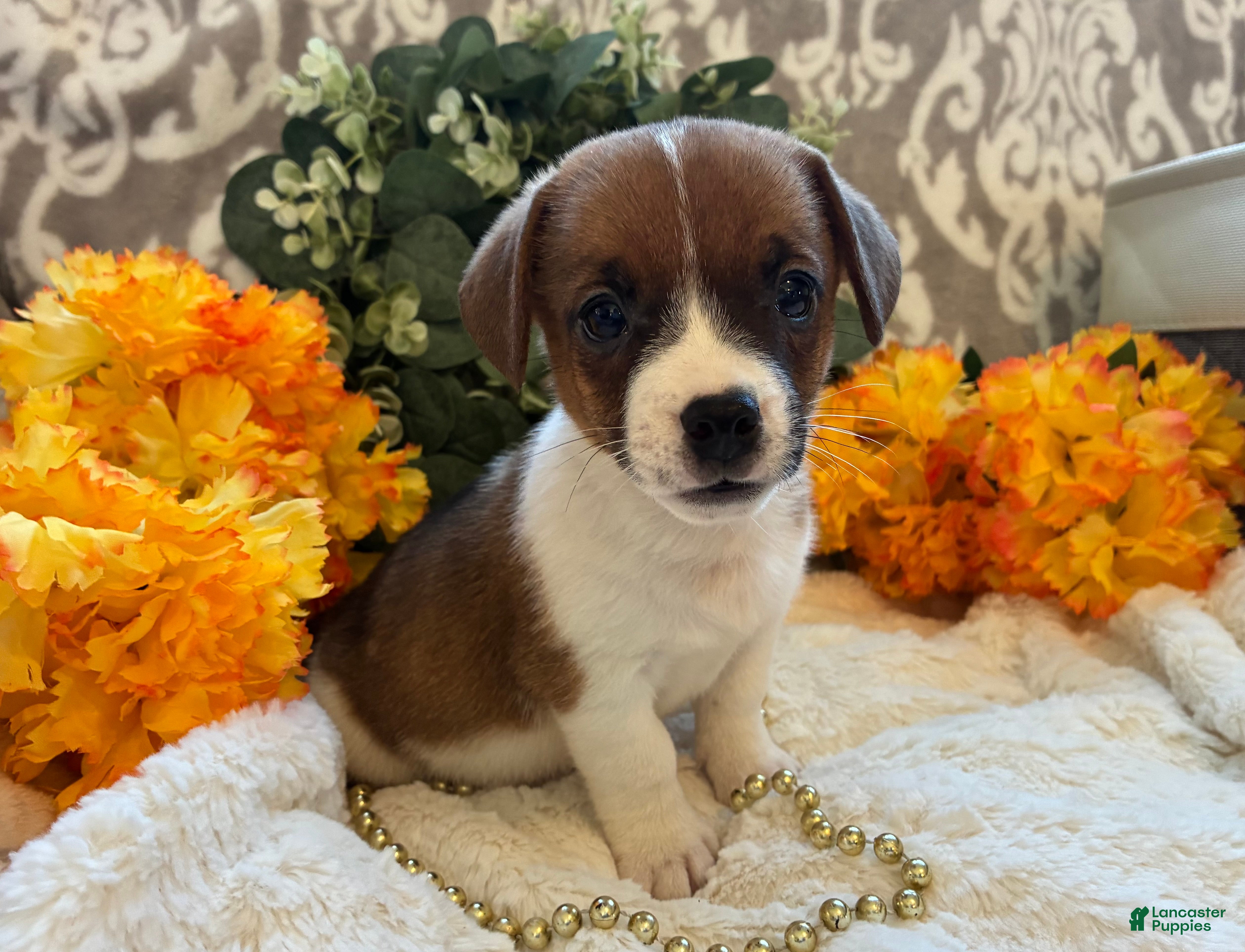 Jack Russell Terrier dogs for sale: Pumpkin  - Ad 1