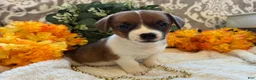 Jack Russell Terrier dogs for sale: Pumpkin  - Ad 1