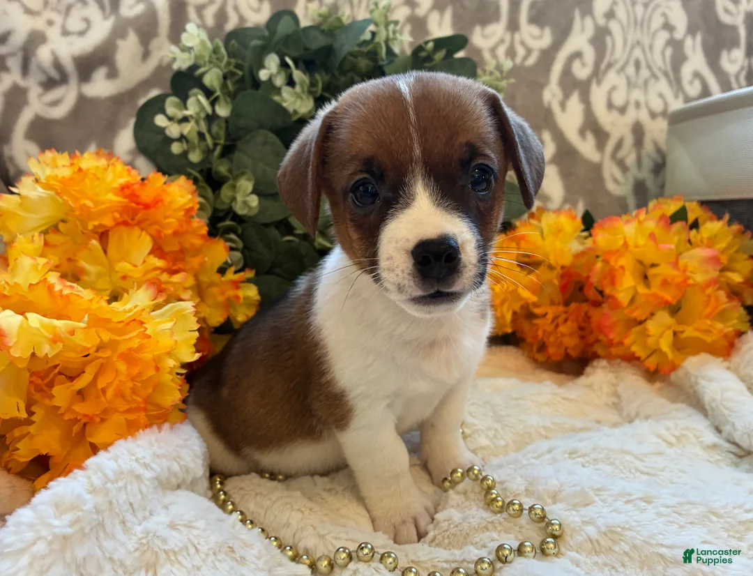 Jack Russell Terrier dogs for sale: Pumpkin  - Ad 1