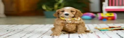Mini Goldendoodle dogs for sale: Ricky - Ad 3