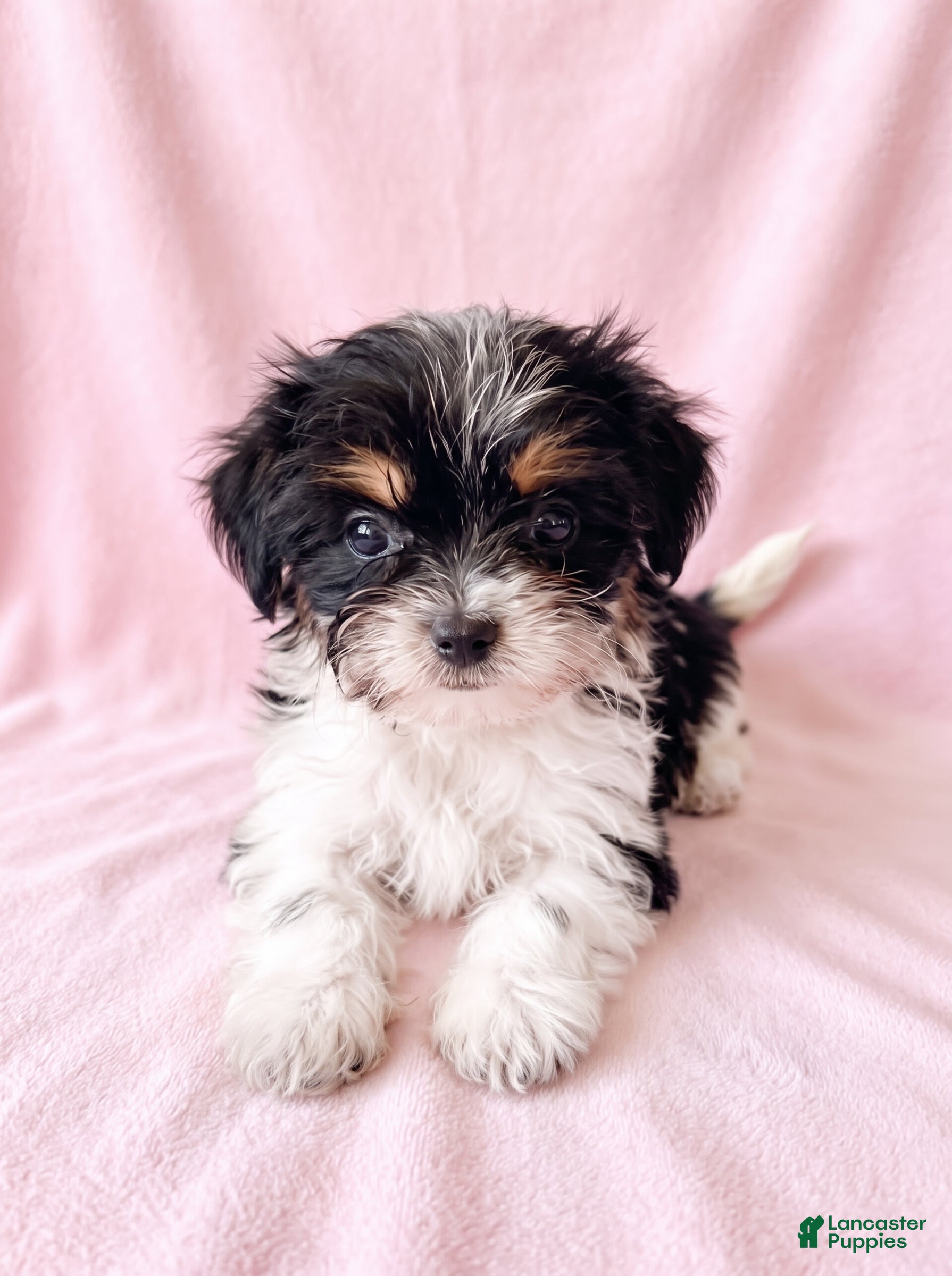 Mixed Breed dogs Sugar - Ad 1