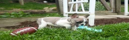 French Bulldog dogs for sale: Ava Belle (Lilac Fawn & White) - Ad 4