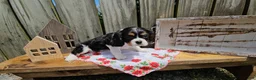 Cavalier King Charles Spaniel dogs for sale: Rosie - Ad 4