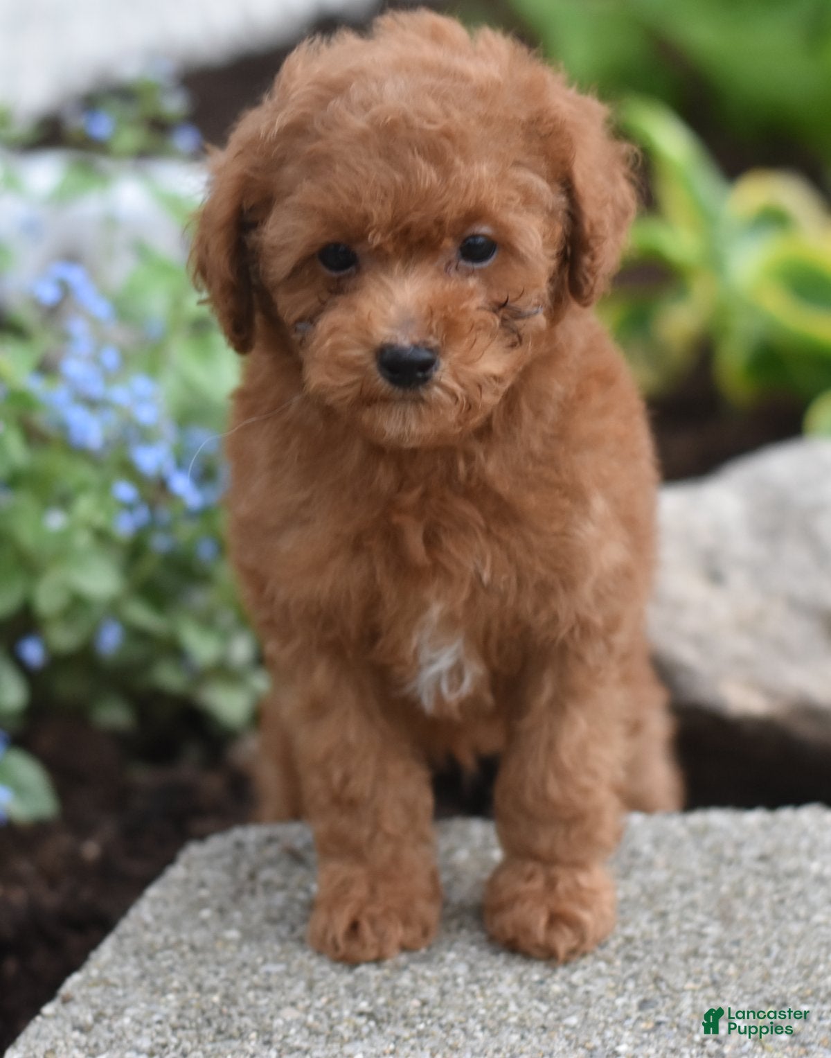 Miniature Poodle dogs Peanut - Ad 1