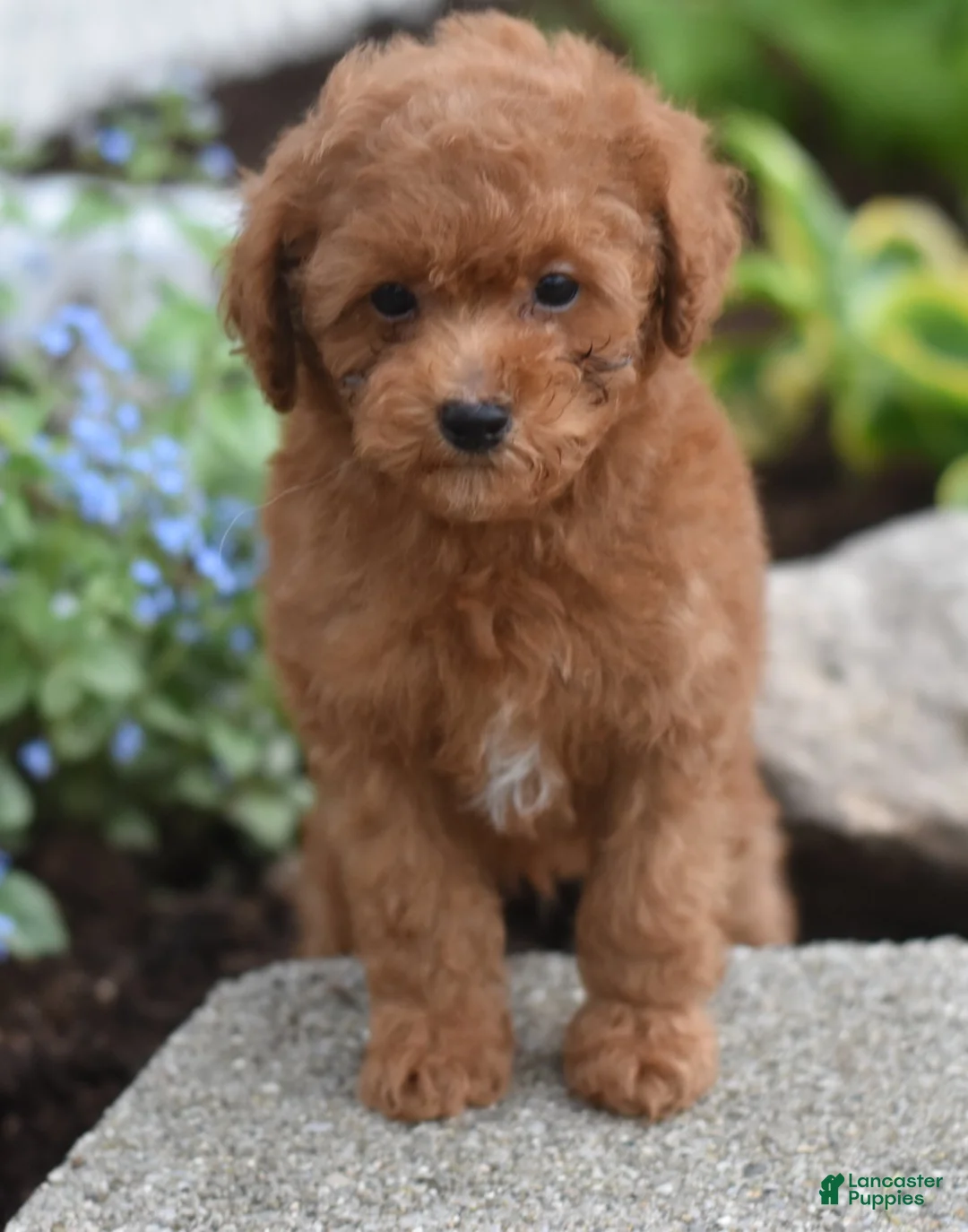 Miniature Poodle dogs for sale: Peanut - Ad 1