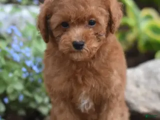 Miniature Poodle dogs for sale: Peanut - Ad 3
