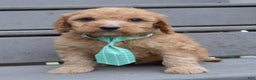 Irish Doodle dogs for sale: Mini Izzy - Ad 5